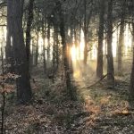 parkend circular walk forest of dean