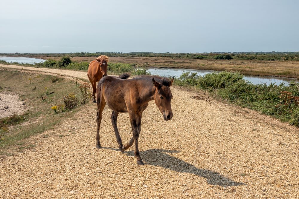 The Solent Way New forest Ponies