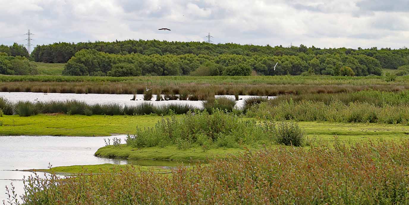 Lunt Meadows Nature Reserve