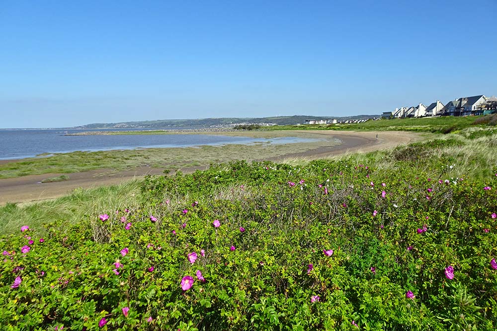 small marshy bay