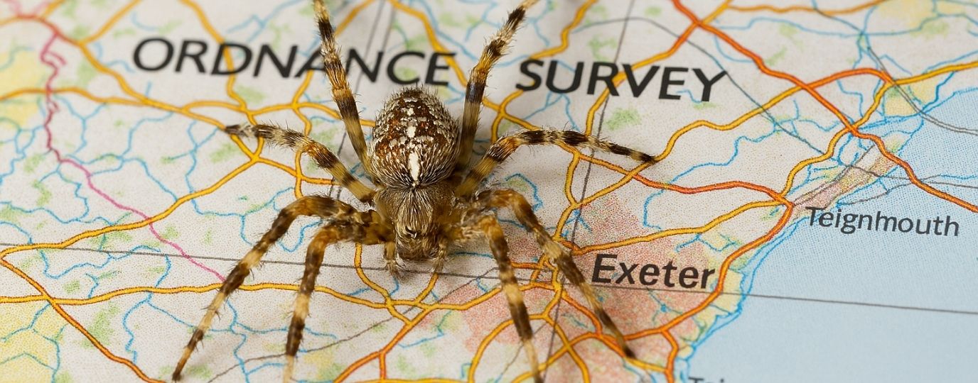 spider on a map