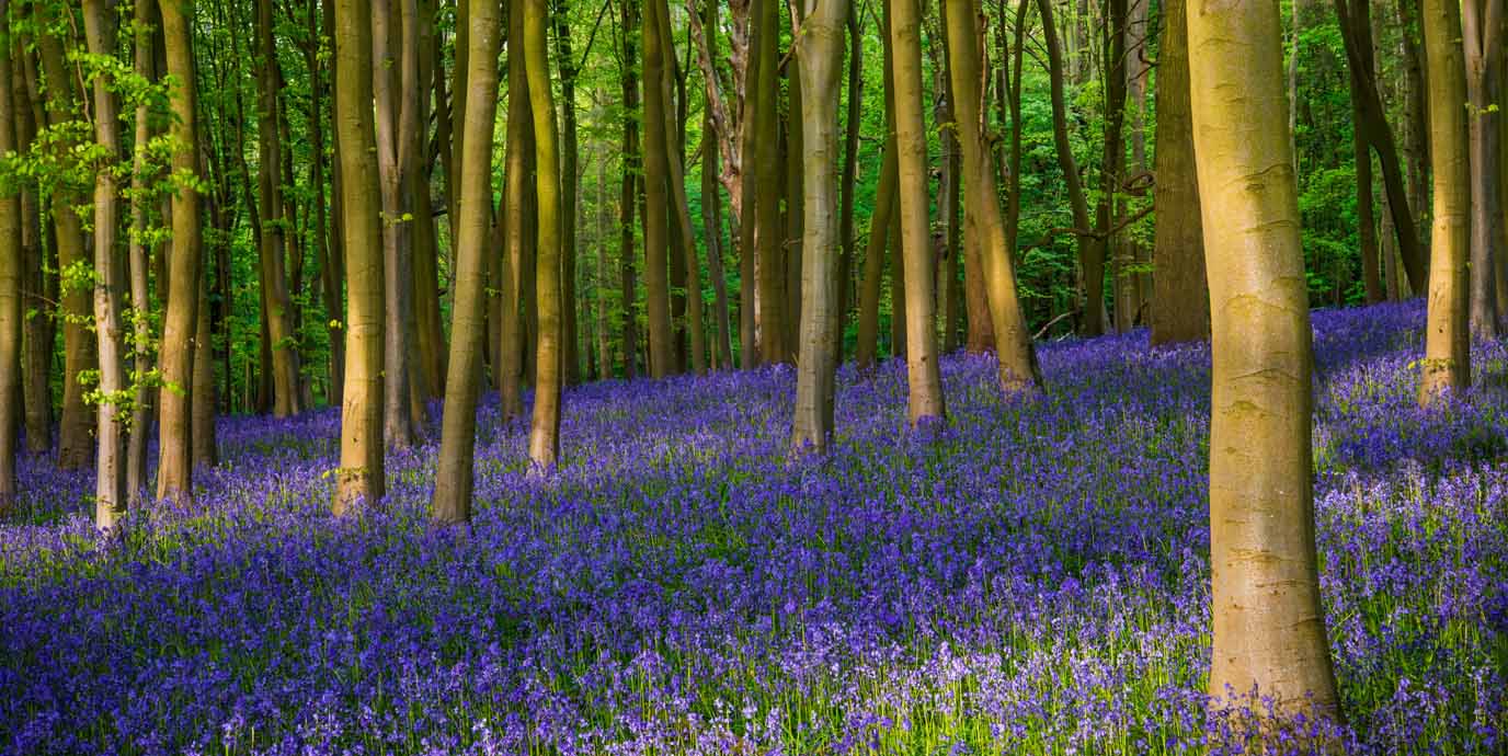 Wytham Woods