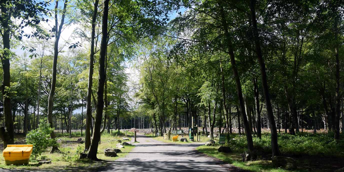 Countesswells Forest