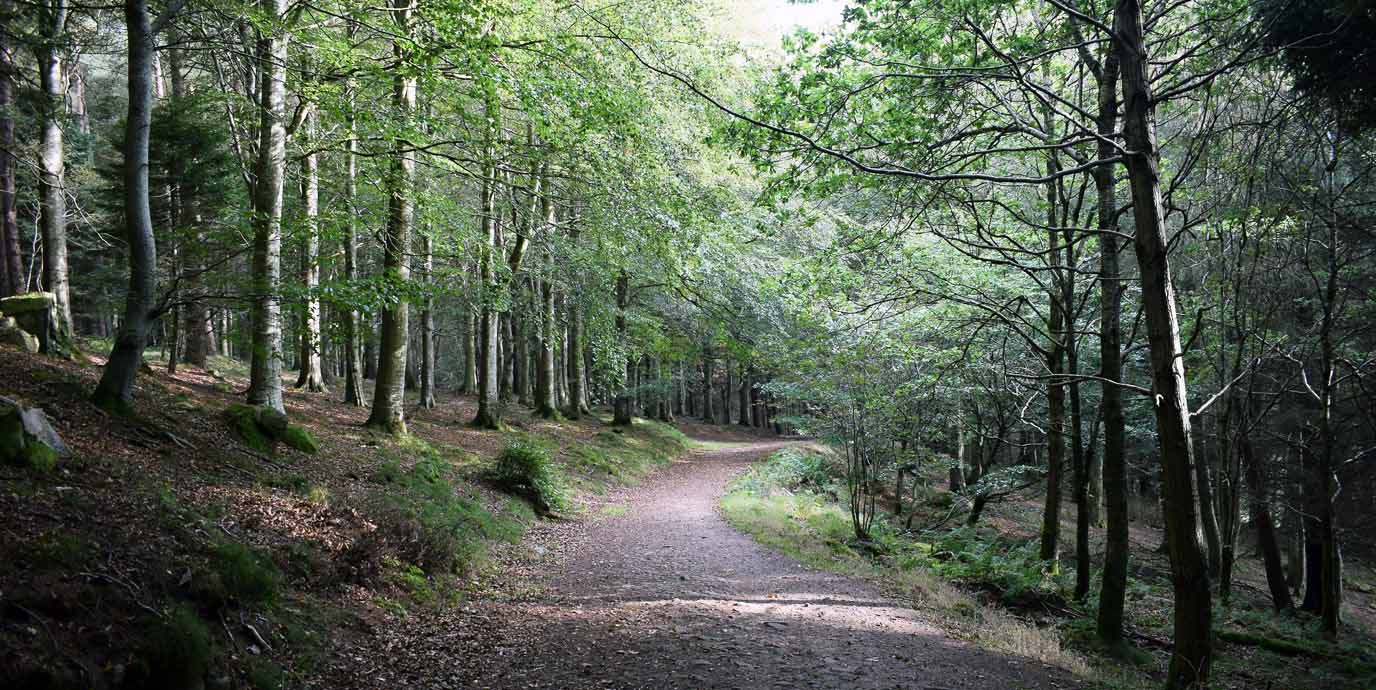 Kirkhill Forest