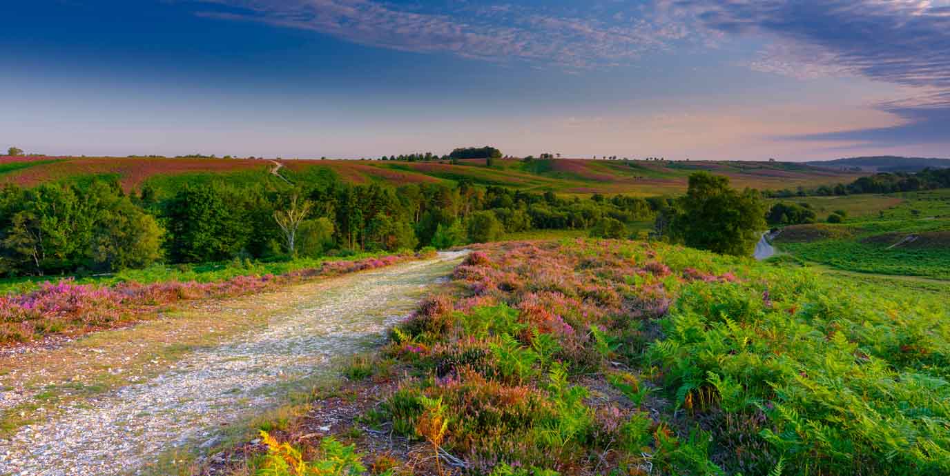 New Forest National Park