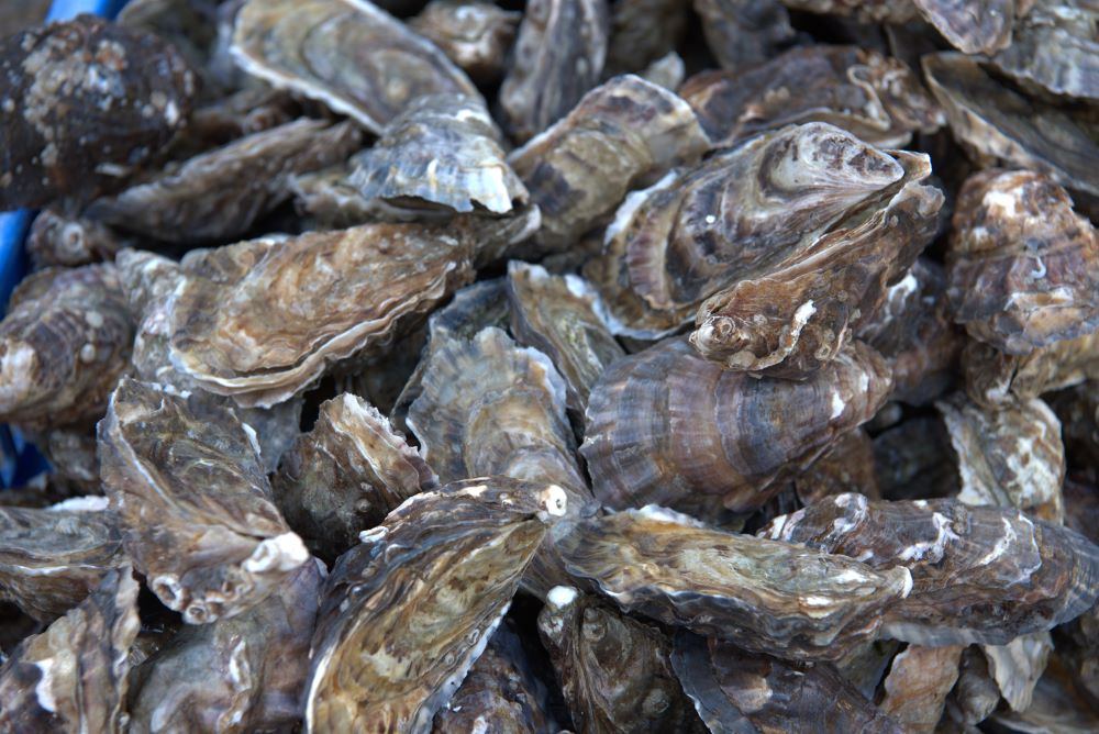 anglesey oysters