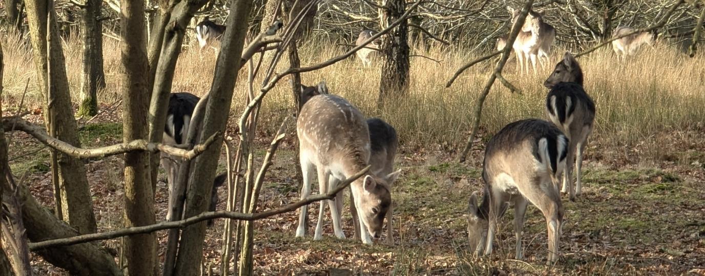 deer in woodland