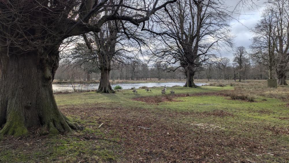 woodlands of dunham massey