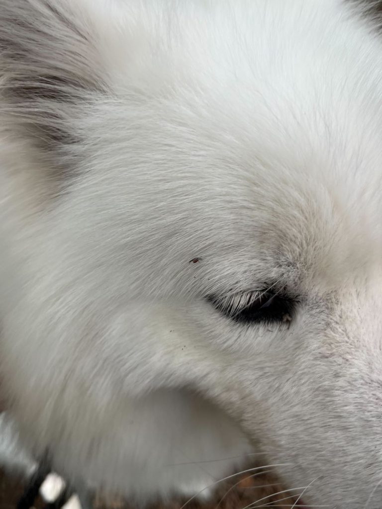 Lyme Disease UK dog with tick