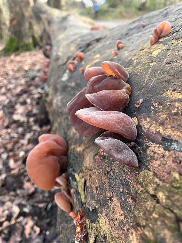 Worsley & RHS Bridgewater circular walk