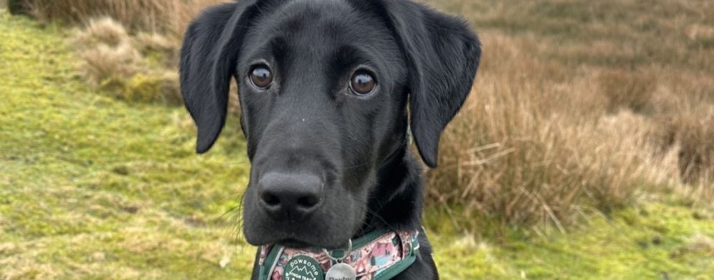 Dexter the black labrador