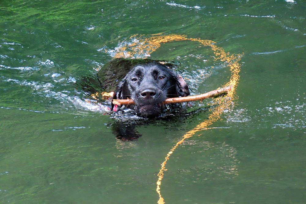 jim the black labrador swimming with a stick in mouth