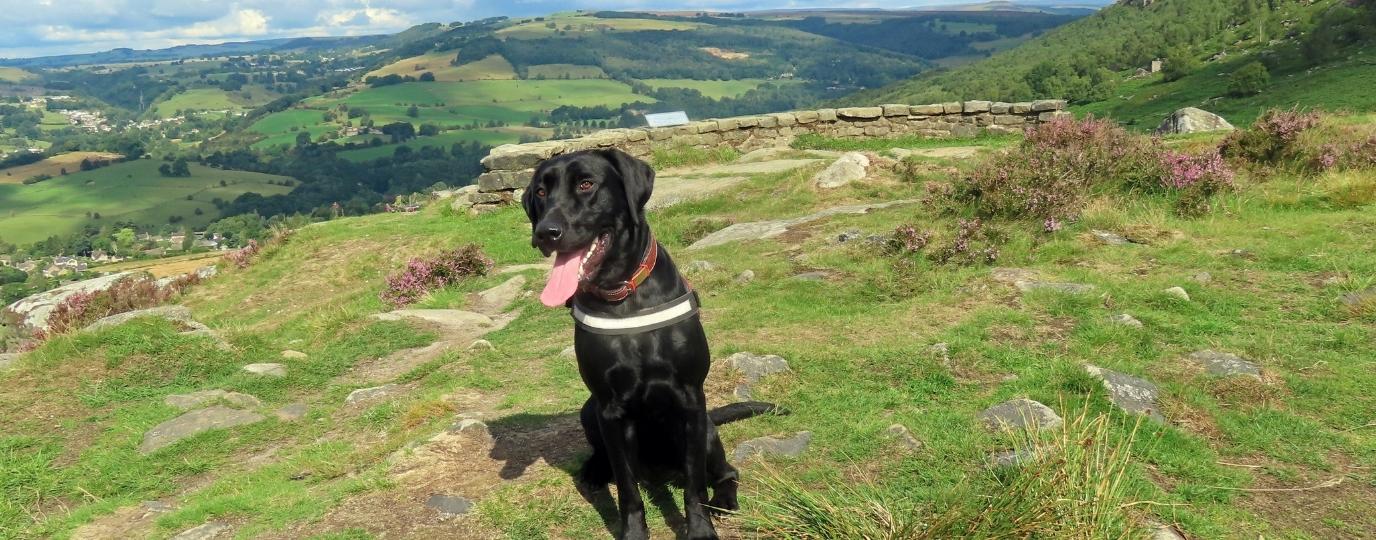 black labrador with his toungue out sitting in peak district scenery