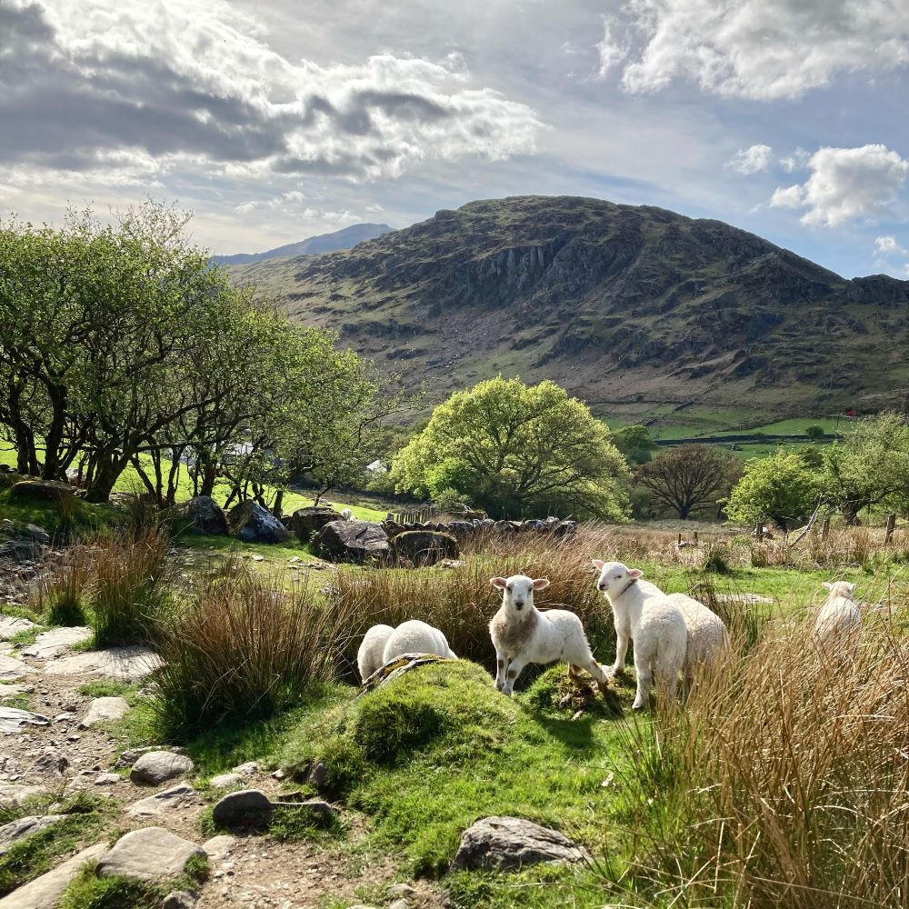 lambs on a hillside