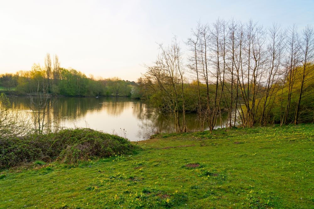 reflections on a pond