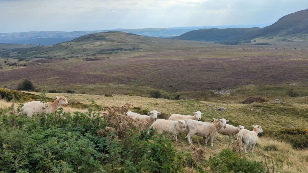 sheep on a hillside
