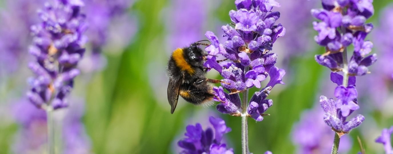 a bee on lavendar