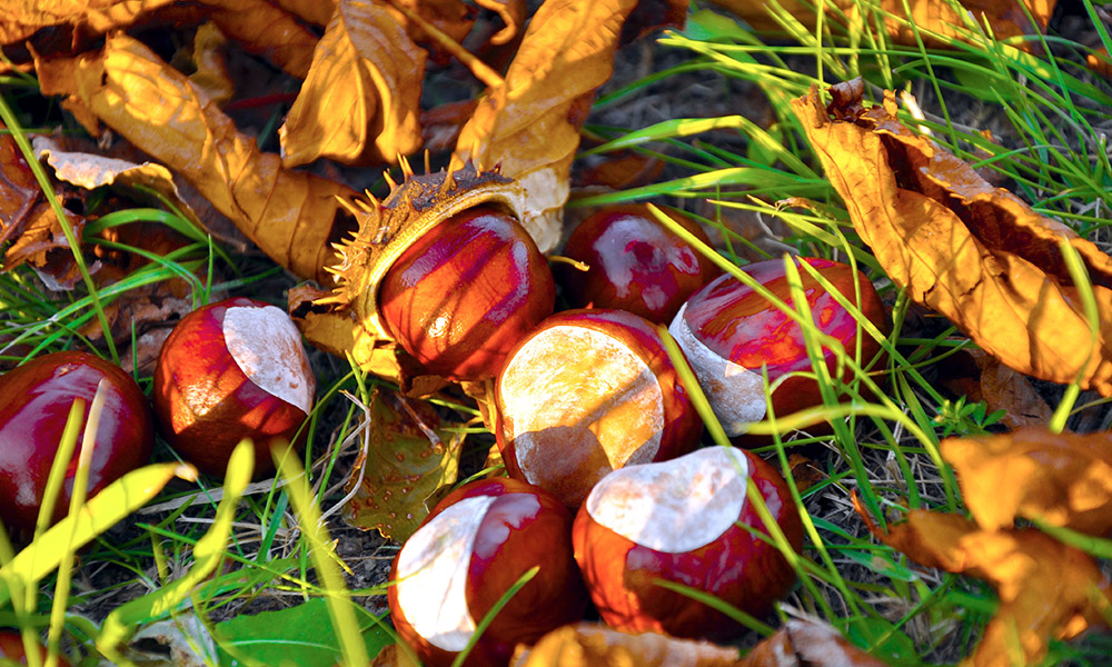 conkers game 