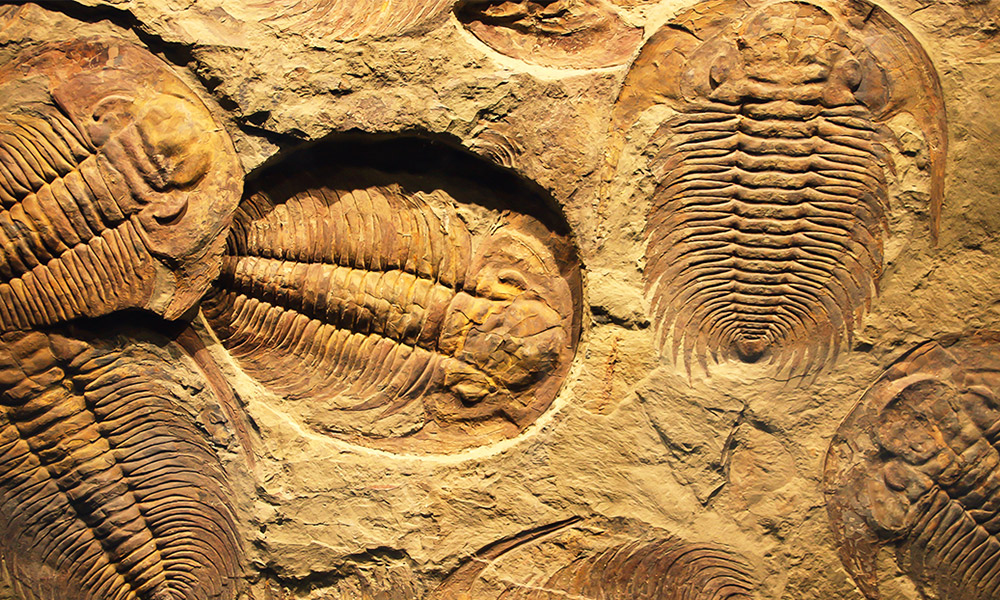 fossils 