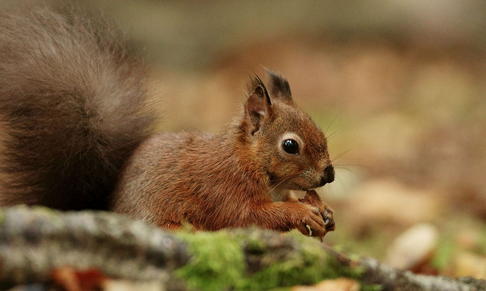 Red Squirrel Brownsea Island