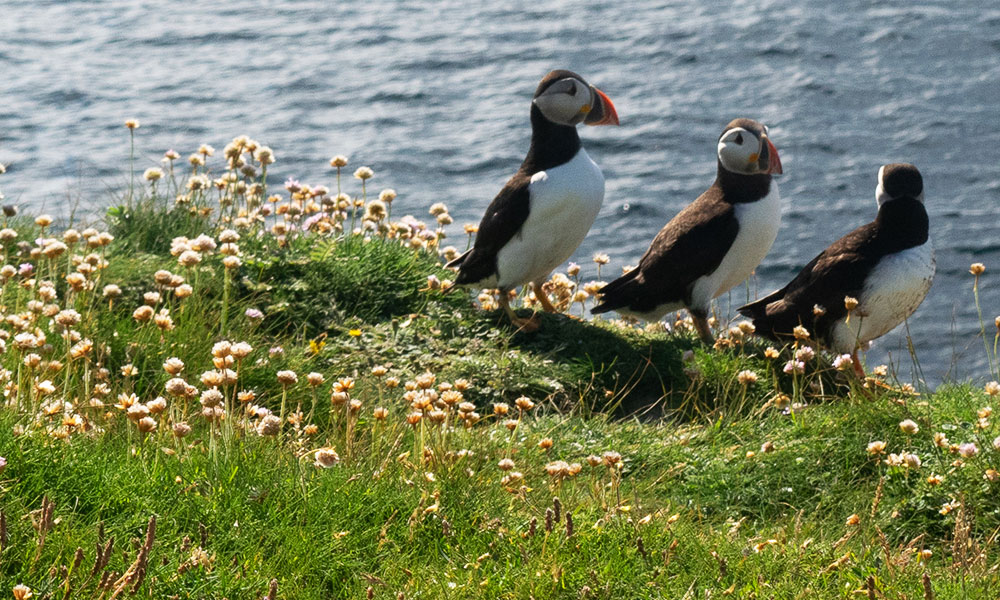 Papa Westray, Orkney