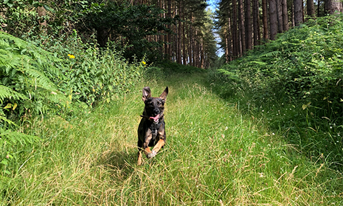 Thetford Forest dog walk