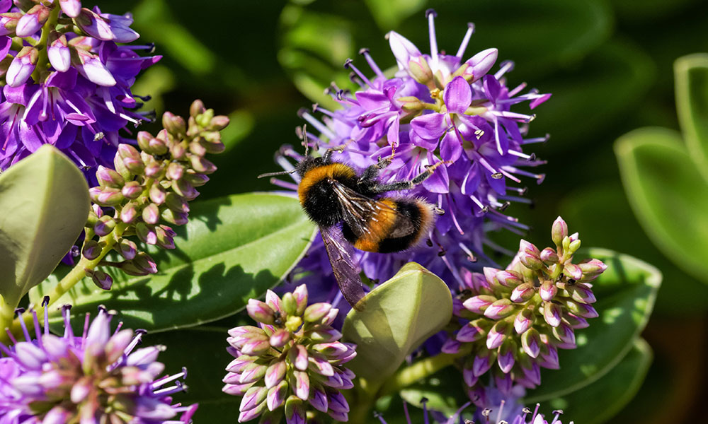 British Bumblebee
