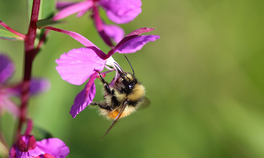 Billberry Bumble bee