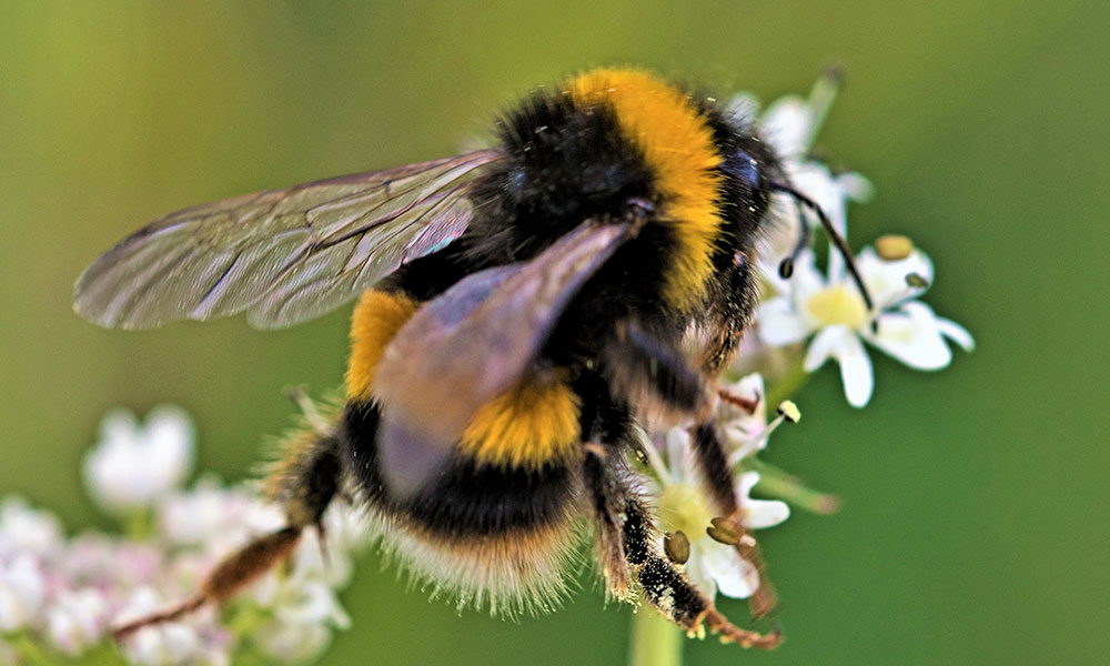 Garden Bumble Bee 