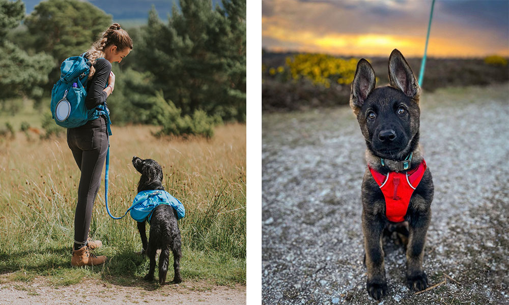 cute dogs and harness