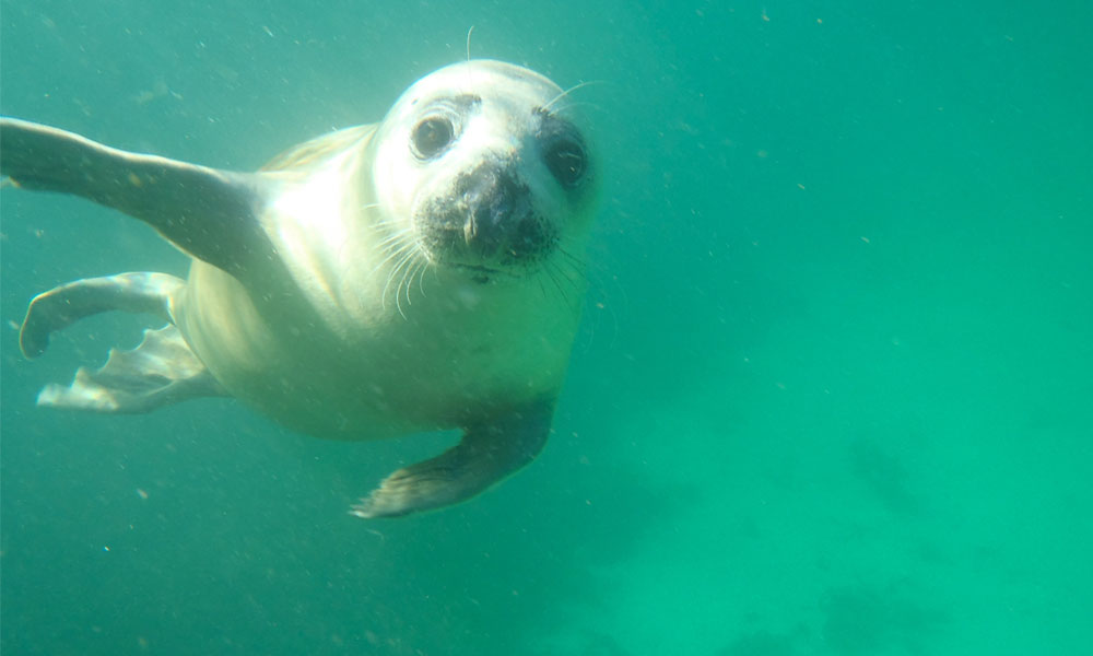 Seal swimming off St Martin’s, Scilly Isles