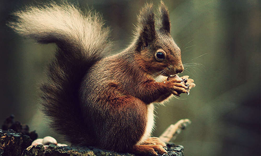 Red squirrel 