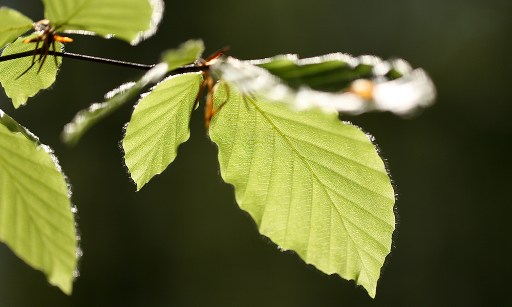 Beech tree leaves 