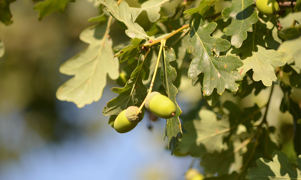 Acorn from an oak tree
