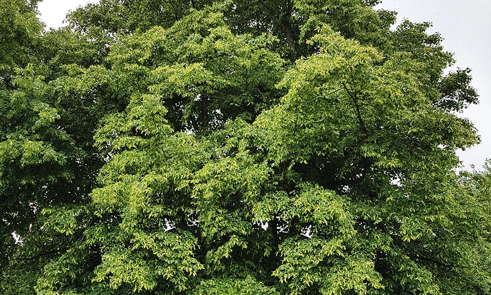 Small leaved lime tree (Tilia cordata)