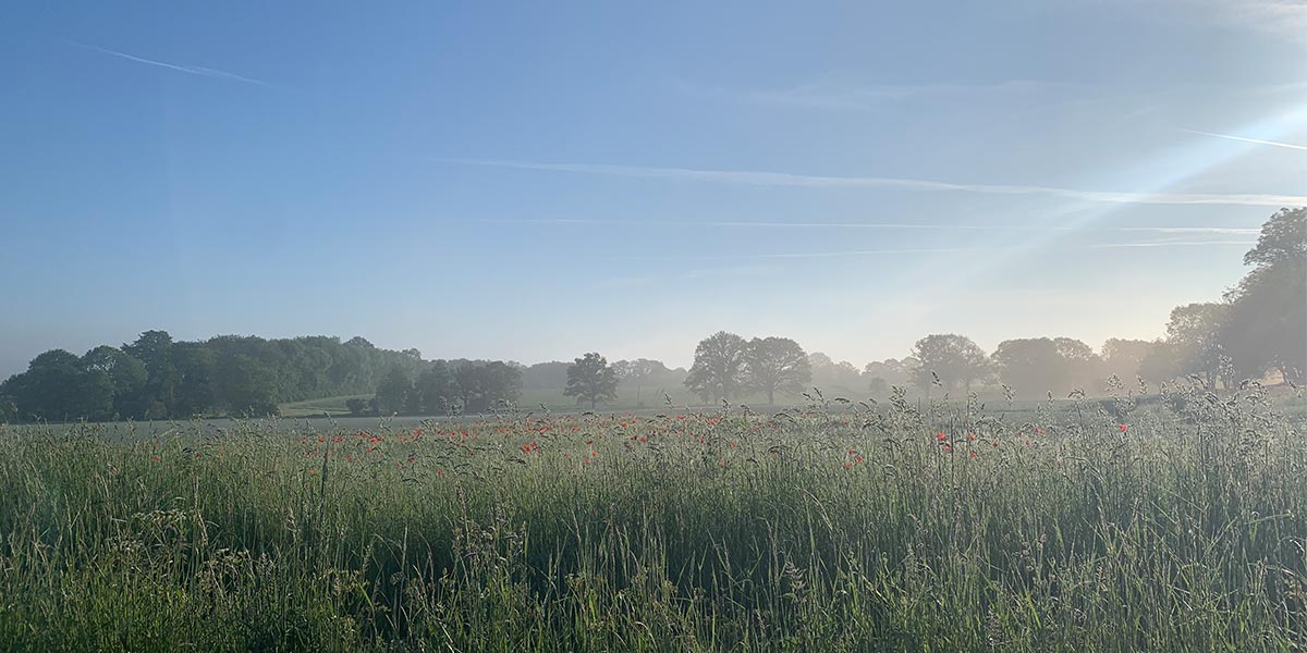 Poppy fields at dawn