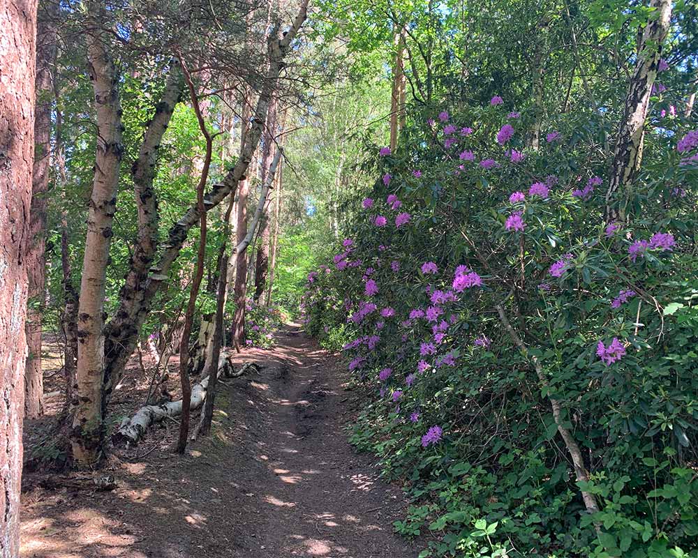 Rhododendron-lined trails near the Devil's Punchbowl