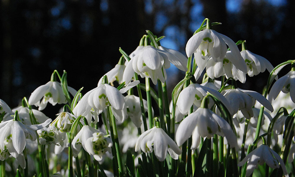 Snowdrops found at the 11th century Augustinian Priory