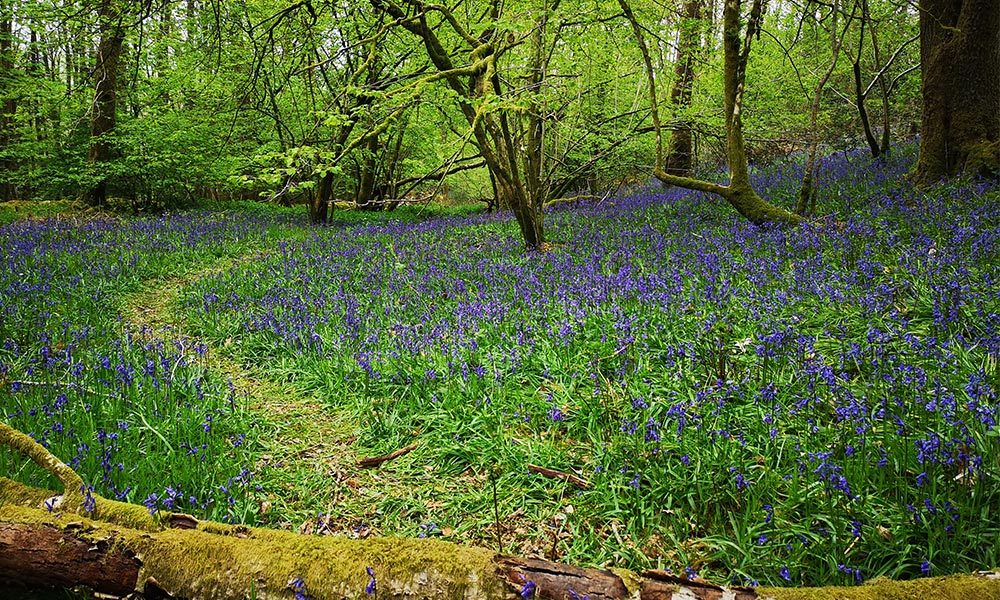 Dorothy Farrer Spring Wood Nature Reserve bluebells