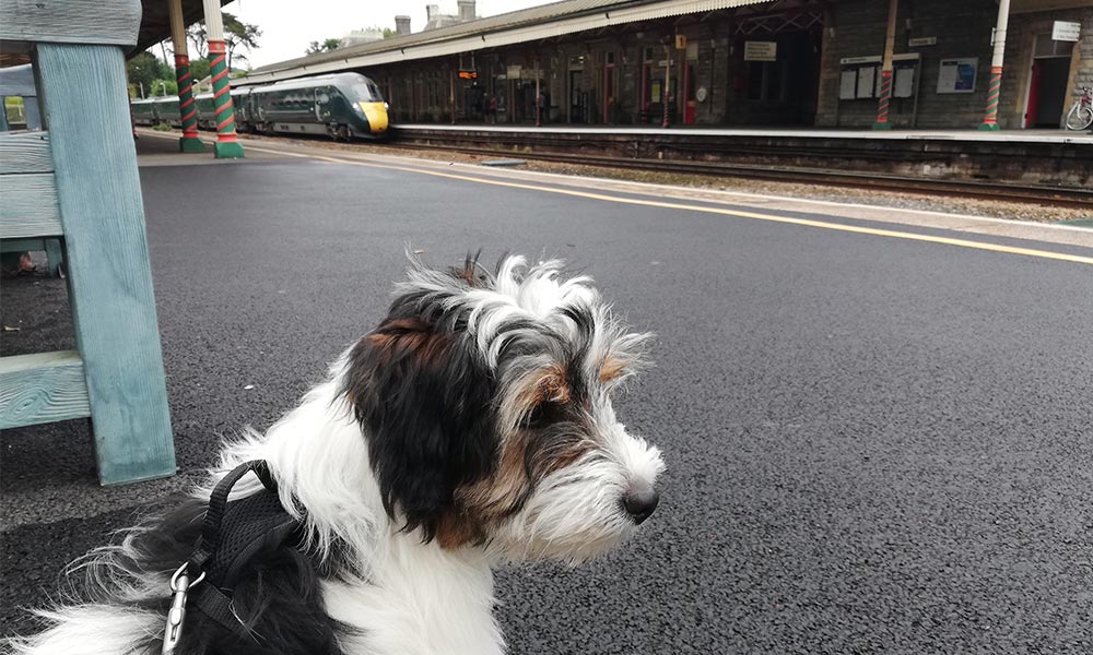 Dog adventures by train