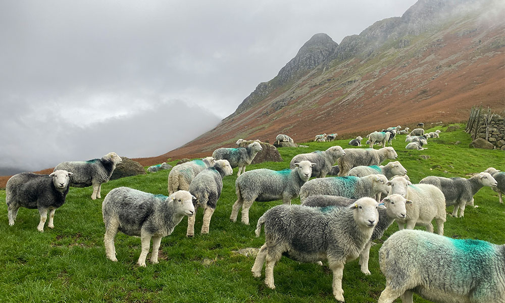 Herdwick sheep in the Langdale Valley