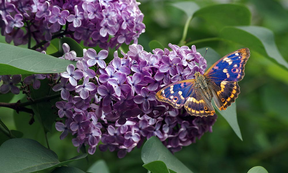 Purple Emperor butterfly box hill