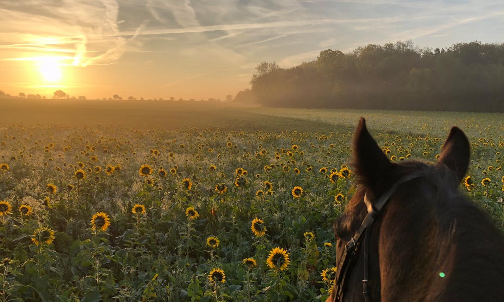 horse ride sunflowers 
