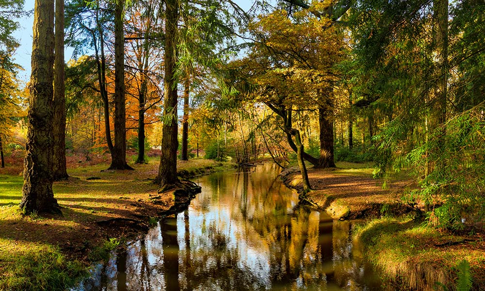 New Forest in autumn