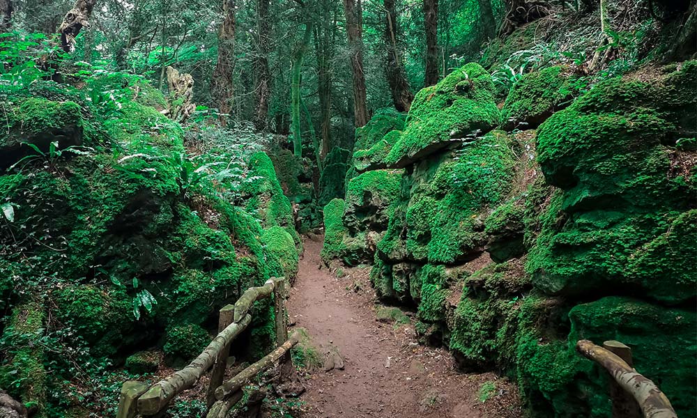 Puzzlewood in Gloucestershire