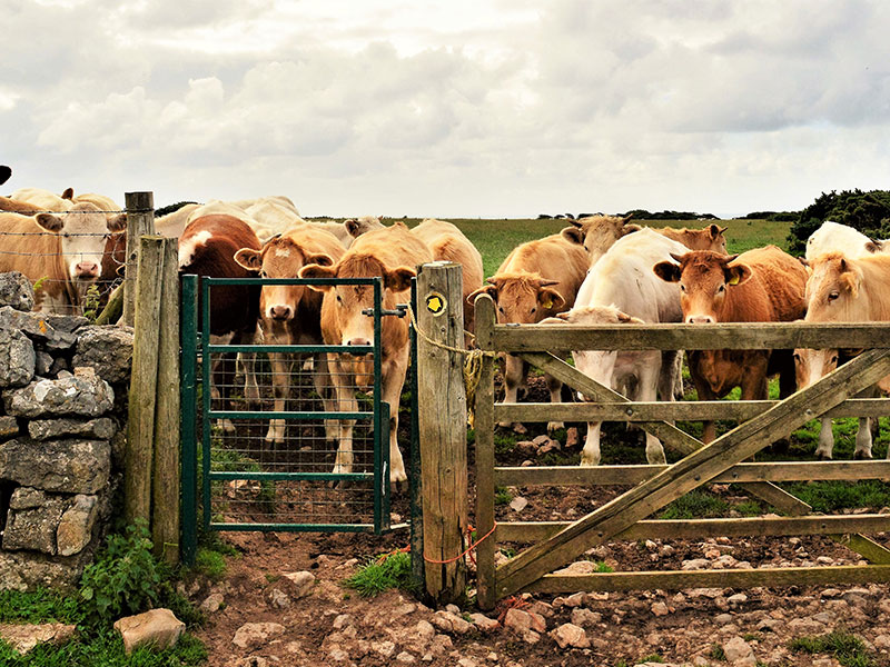 Cows behind gate
