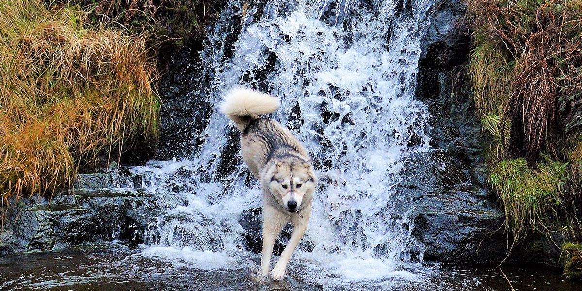 Dog jumping through river waterfall