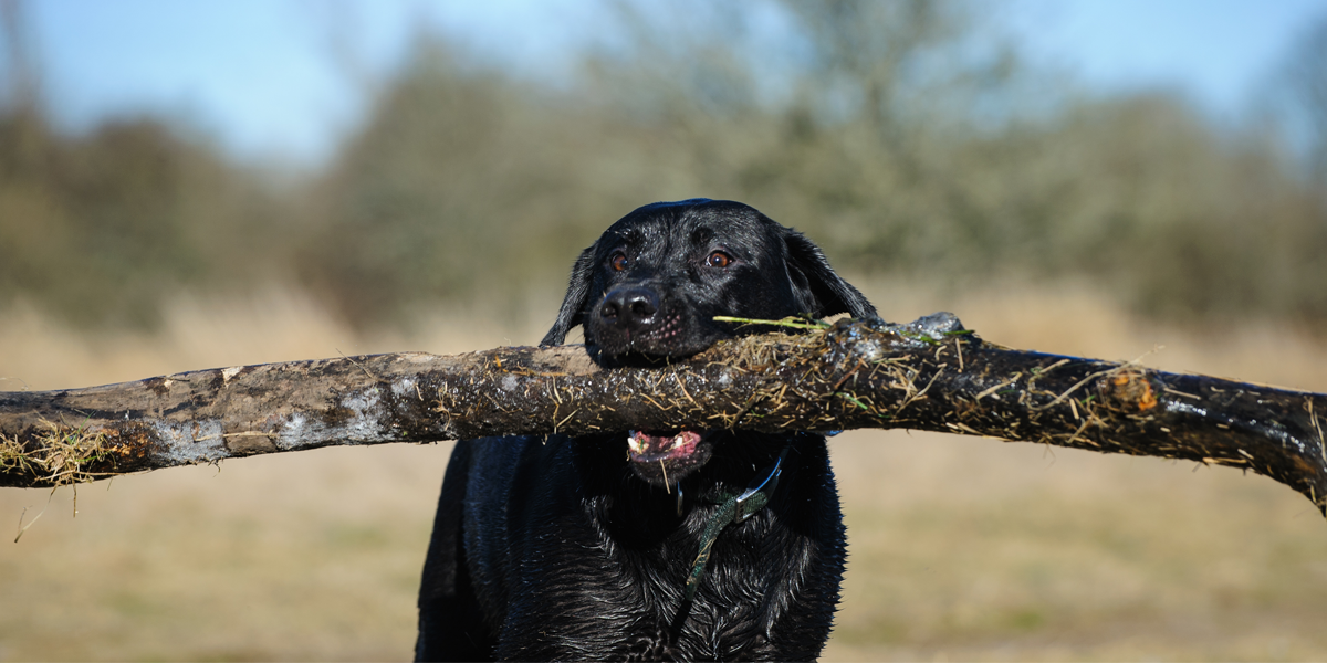 A dog with a giant stick
