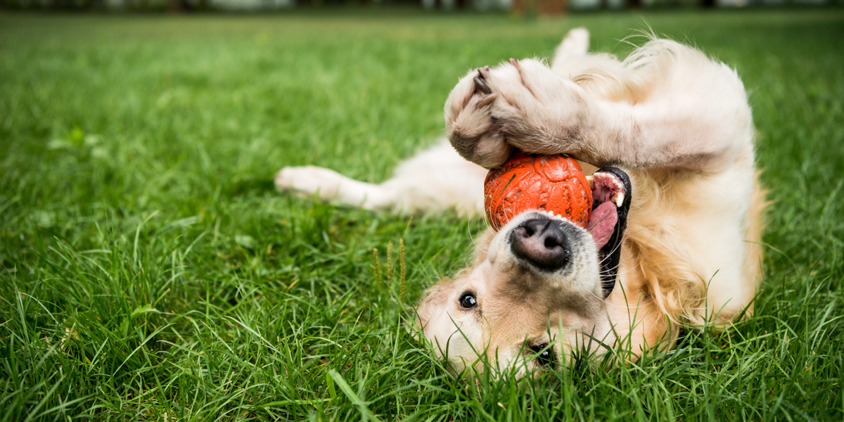 Dog playing with ball