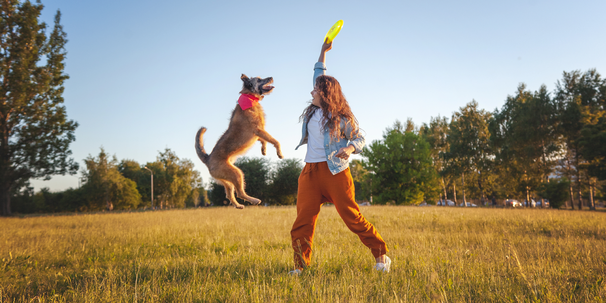 A dog jumping for frisbee